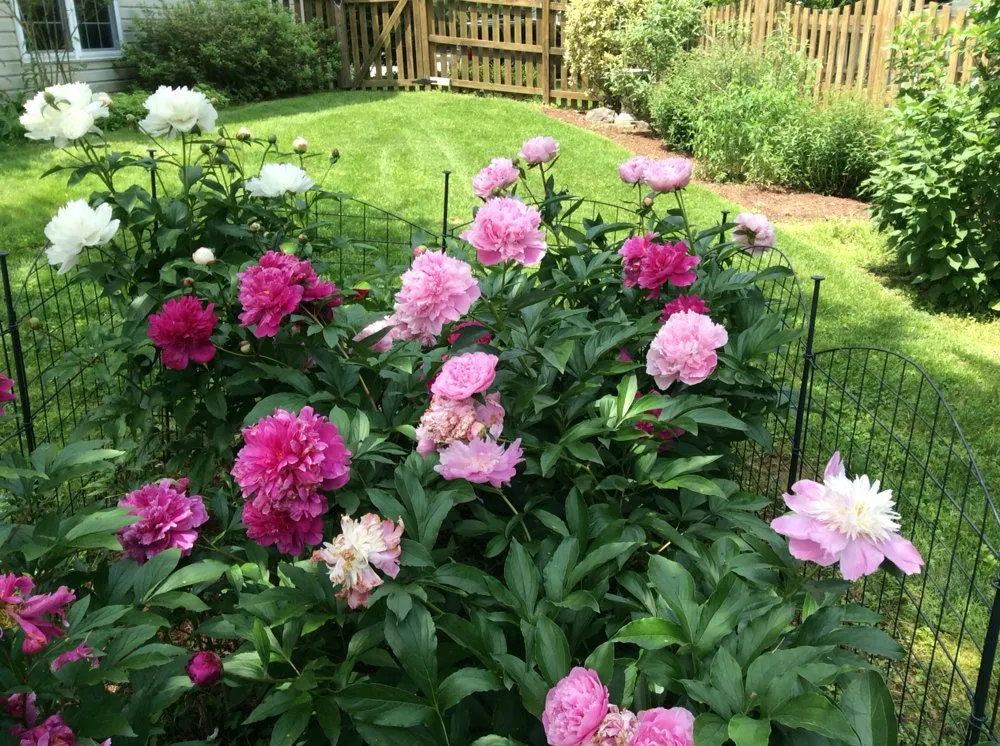 Affordable lawn mowing service in Leesburg, VA - Jano Lawncare Services