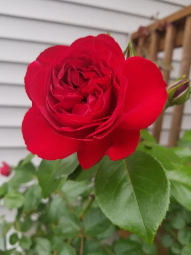 Affordable lawn mowing service for outdoor upgrades in Middletown, NY by Janscaping