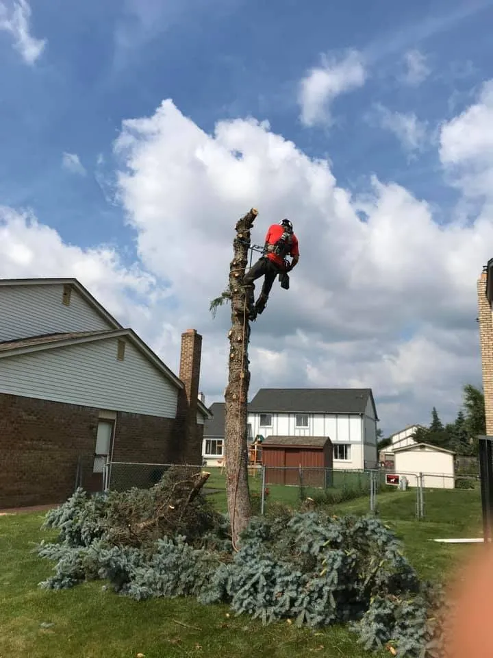 Expert lawn care service in Warren, MI - Jarbo Tree Services