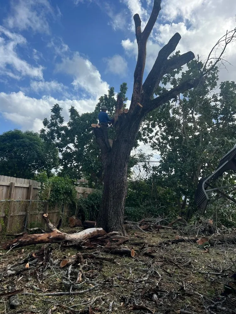 Affordable residential landscaping for residential properties in Miami Gardens, FL by Jardeen Landscaping