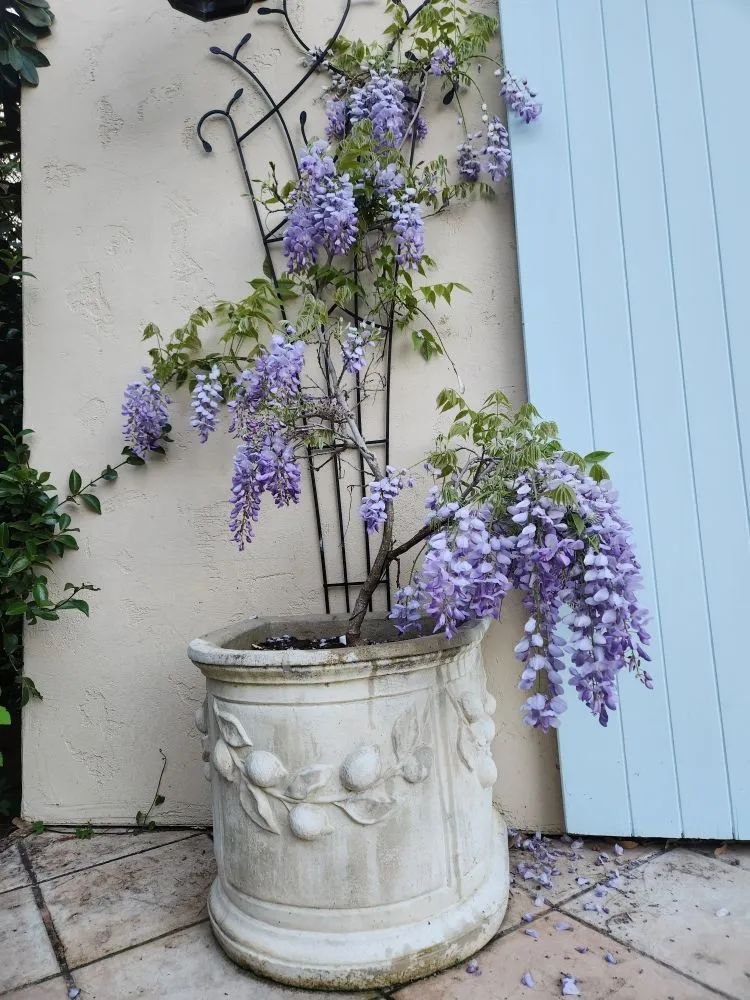 Trusted lawn mowing service in Redwood City, CA - Jardin Green Garden Gonzalez