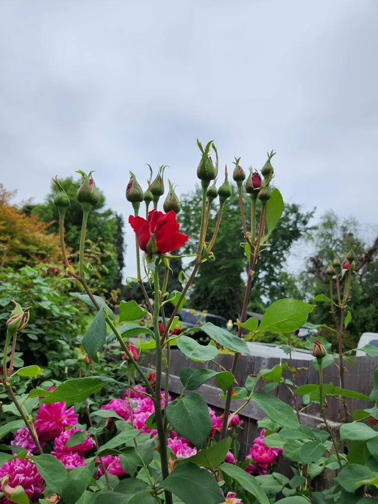 Affordable yard cleanup service experts serving Redwood City, CA - Jardin Green Garden Gonzalez