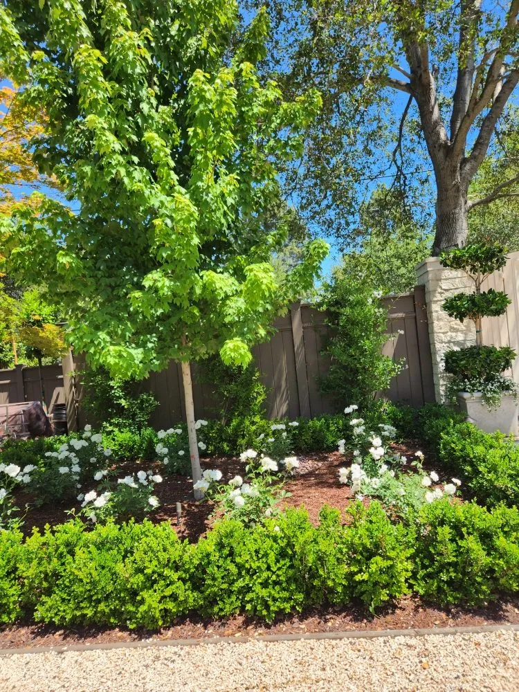 Reliable lawn care service in Redwood City, CA - Jardin Green Garden Gonzalez