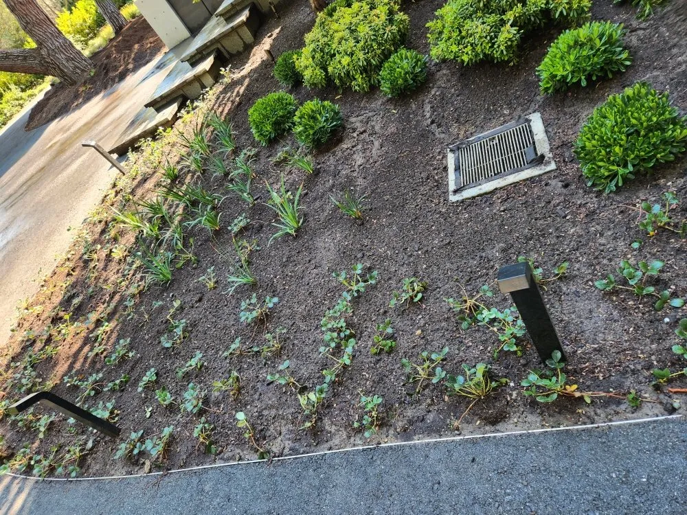 Professional residential landscaping in Redwood City, CA - Jardin Green Garden Gonzalez