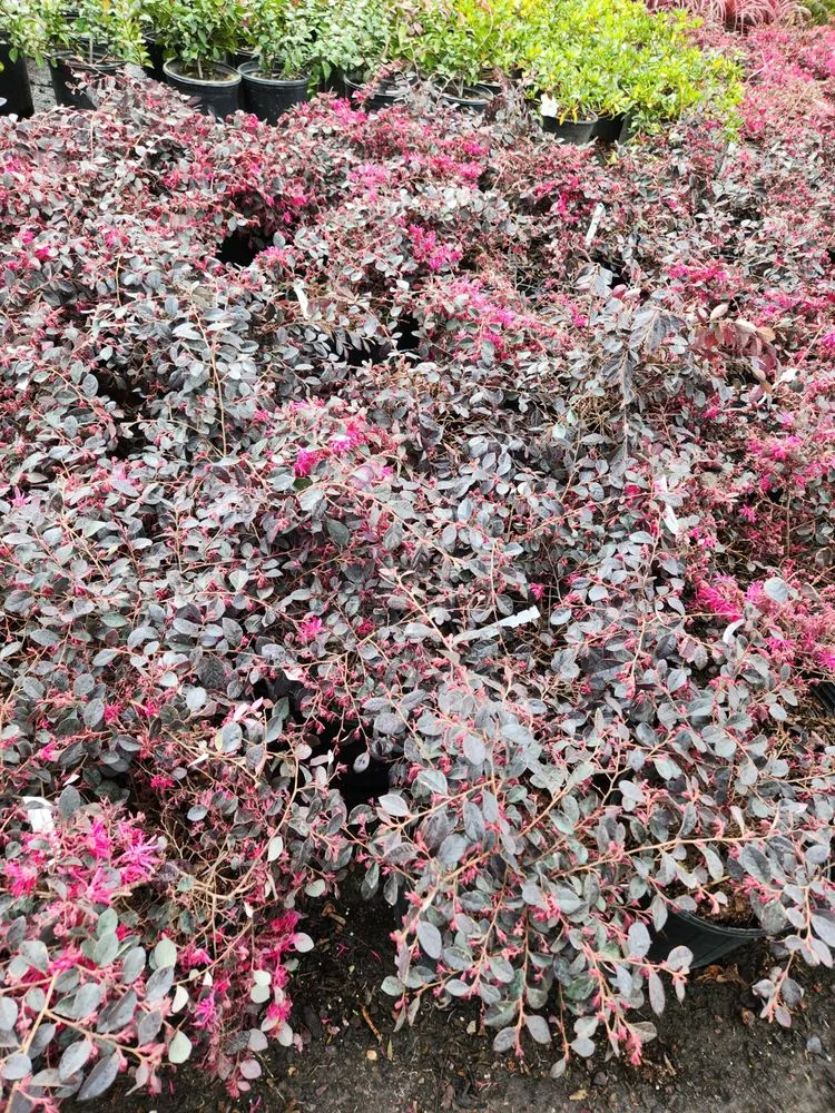 Expert yard cleanup service for residential properties across Redwood City, CA - Jardin Green Garden Gonzalez