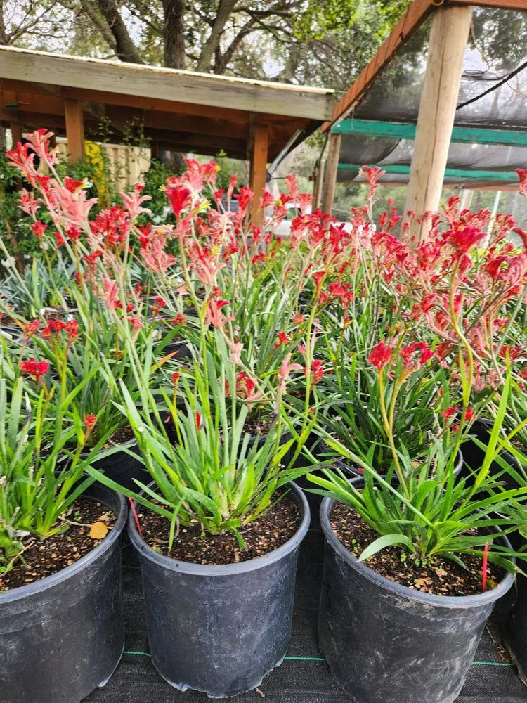 Affordable residential landscaping near you across Redwood City, CA - Jardin Green Garden Gonzalez