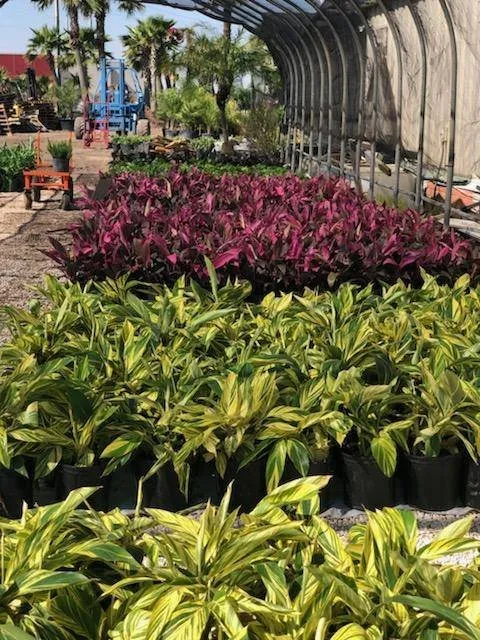 Local outdoor landscaping in League City, TX - Jardina Garden Center