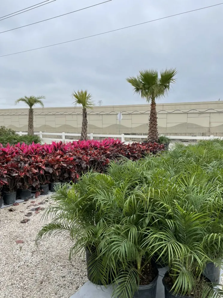 Affordable lawn care service for homes across League City, TX - Jardina Garden Center