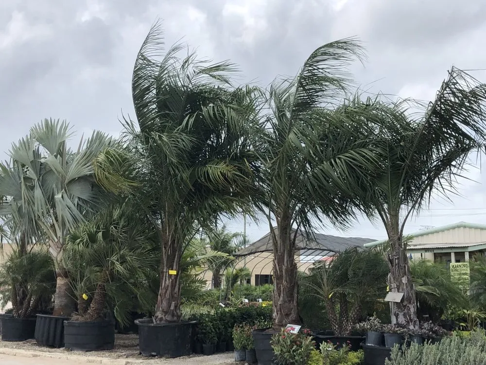 Professional landscape installation for beautiful yards in League City, TX by Jardina Garden Center