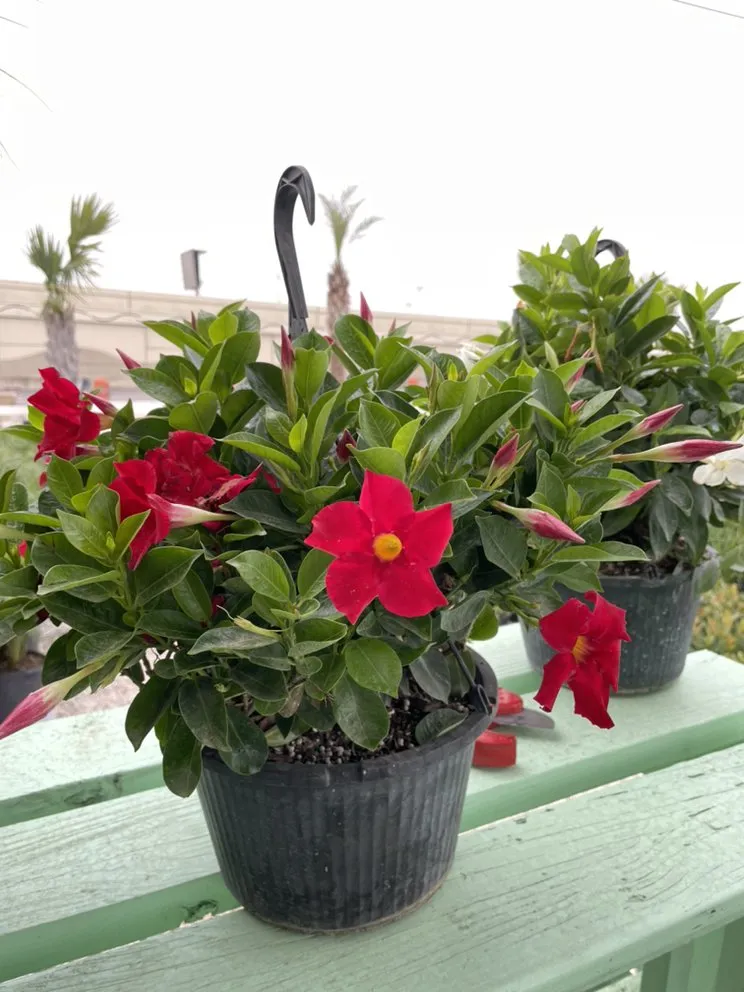 Local yard cleanup service experts serving League City, TX - Jardina Garden Center