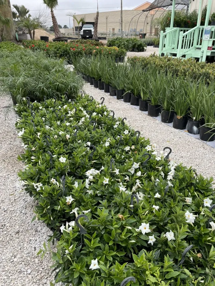 Local lawn mowing service in League City, TX by Jardina Garden Center