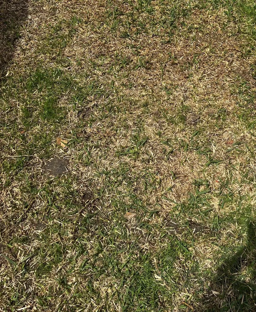 Expert yard cleanup service in League City, TX - Jardina Garden Center