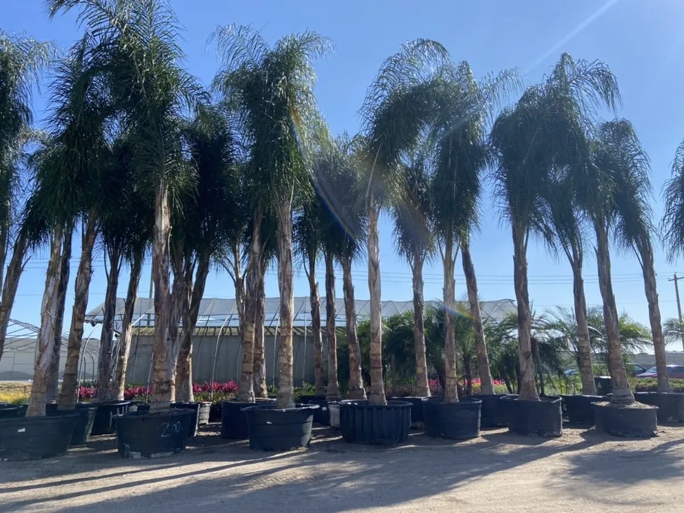 Local residential landscaping for year-round maintenance in League City, TX by Jardina Garden Center