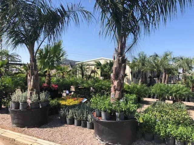 Professional garden landscaping experts serving League City, TX - Jardina Garden Center