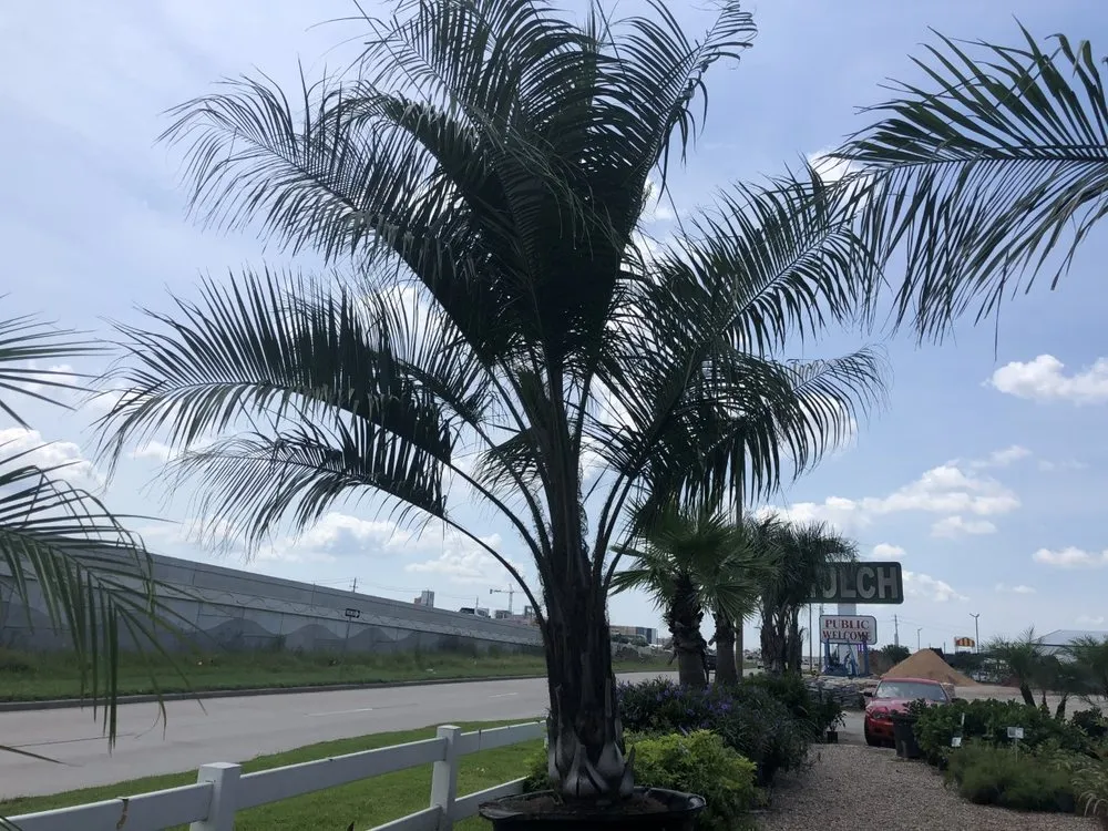 Trusted lawn care service for beautiful yards across League City, TX - Jardina Garden Center