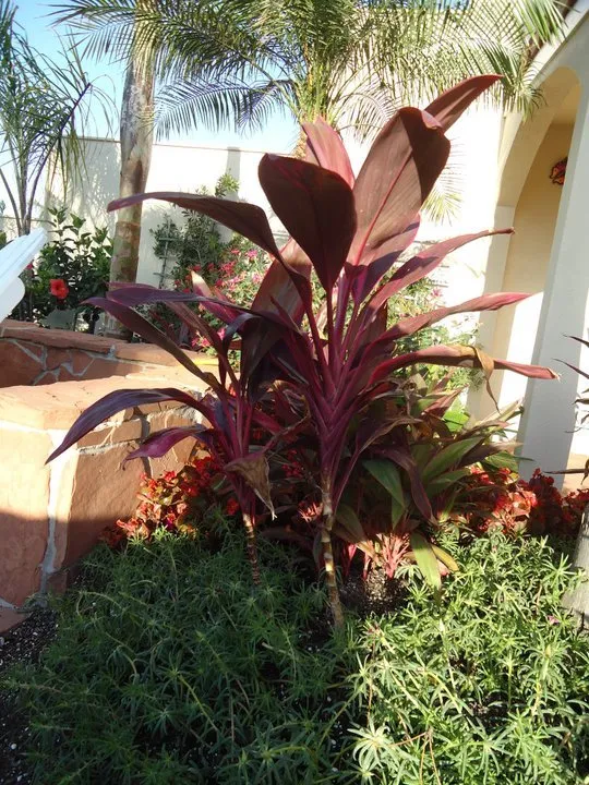 Local residential landscaping in League City, TX - Jardina Garden Center