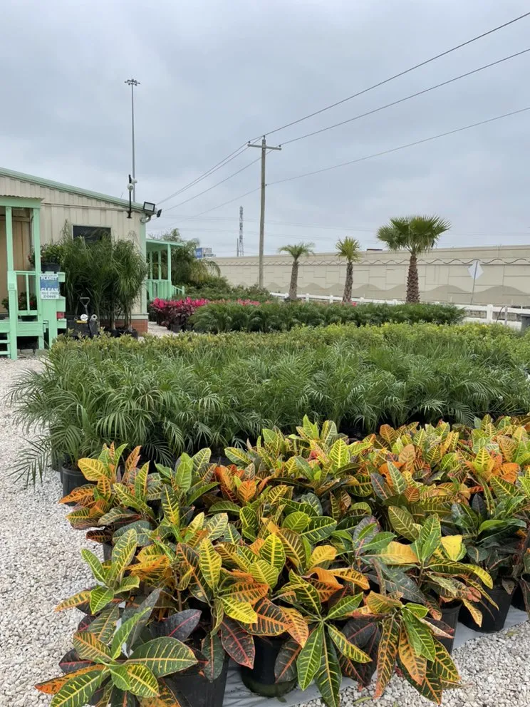 Reliable lawn mowing service in League City, TX by Jardina Garden Center