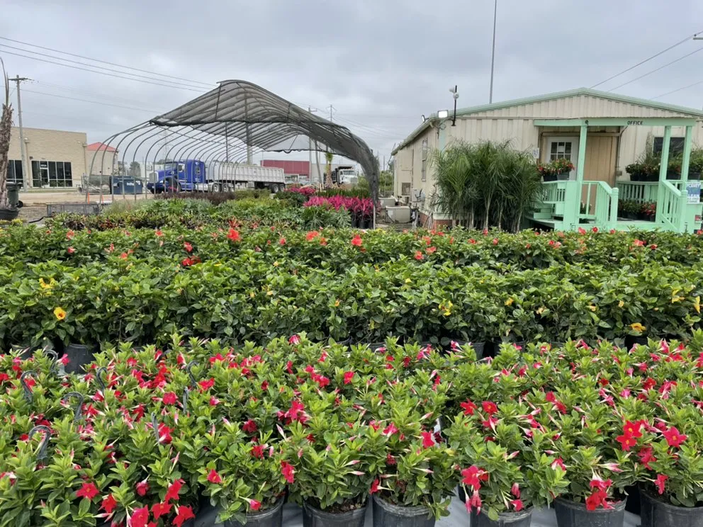 Professional outdoor landscaping in League City, TX - Jardina Garden Center