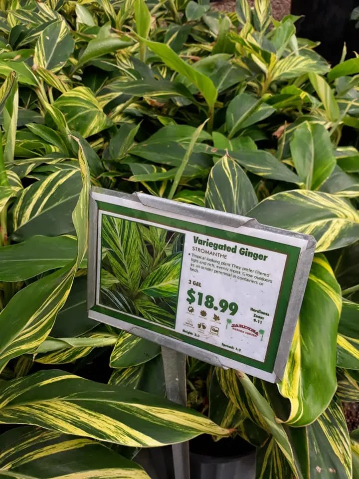 Local landscaping services experts serving League City, TX - Jardina Garden Center