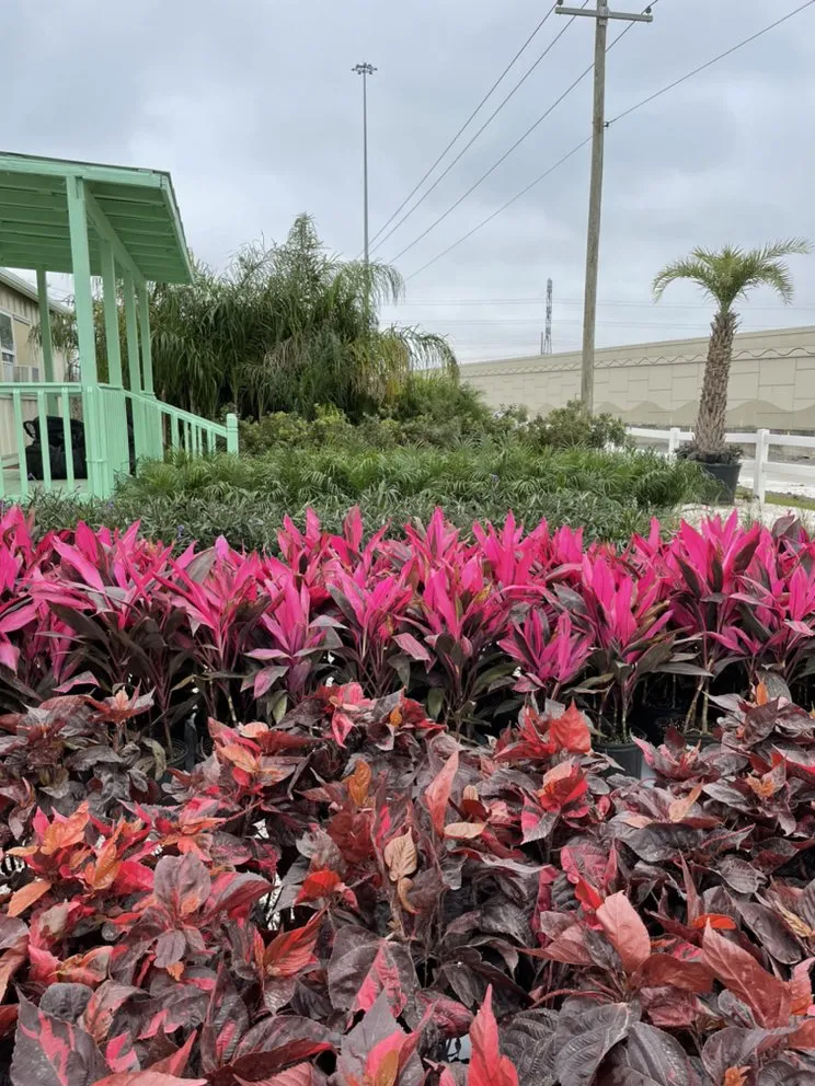 Trusted yard maintenance in League City, TX by Jardina Garden Center