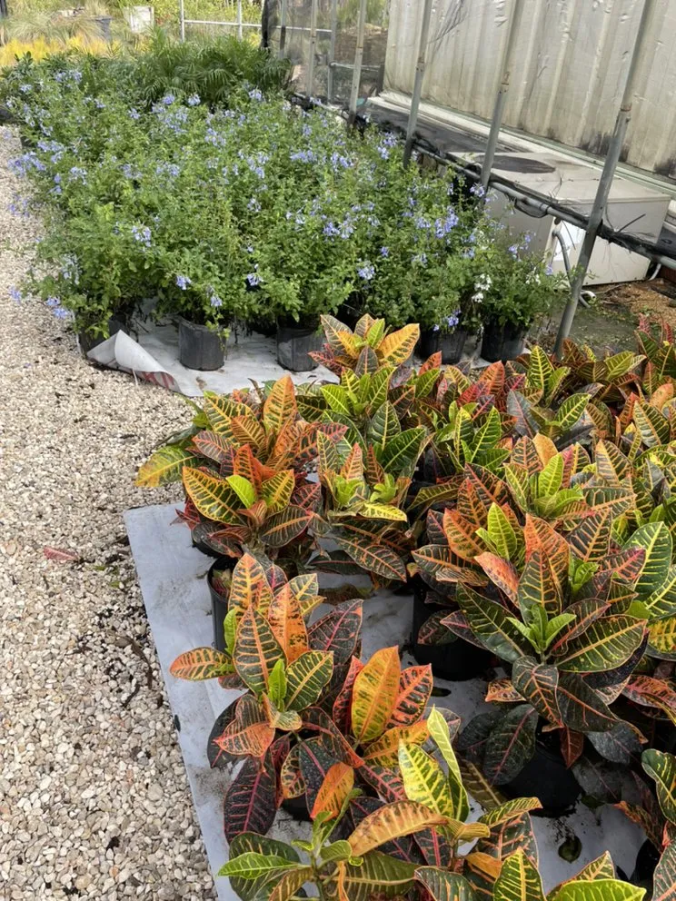 Reliable landscape installation for beautiful yards across League City, TX - Jardina Garden Center