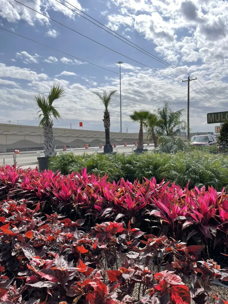 Professional residential landscaping experts serving League City, TX - Jardina Garden Center