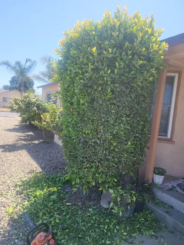 Custom yard cleanup service for outdoor upgrades across Santa Maria, CA - Jardinería yosocañú