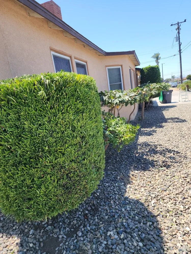 Professional lawn care service experts serving Santa Maria, CA - Jardinería yosocañú