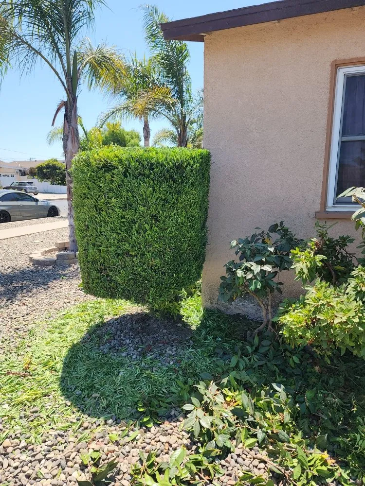 Local lawn care service for outdoor upgrades across Santa Maria, CA - Jardinería yosocañú
