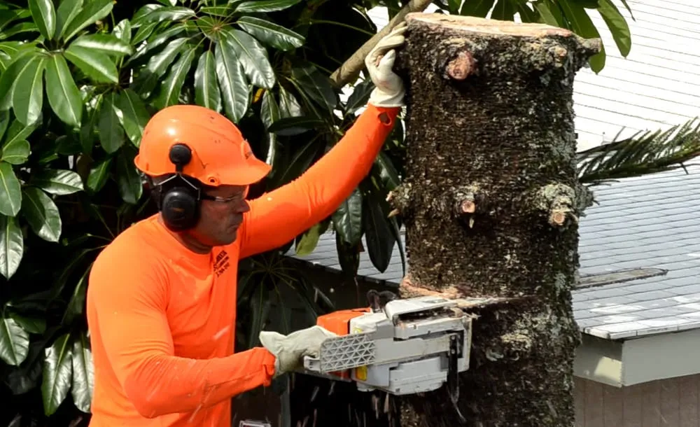 Trusted landscape design in Miami, FL - Jardineria con Flower Breeze Corp.