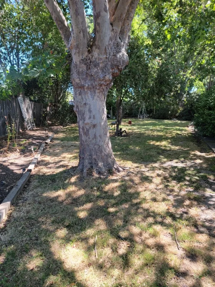 Local landscape installation for beautiful yards across Santa Rosa, CA - Jardineria Estevan