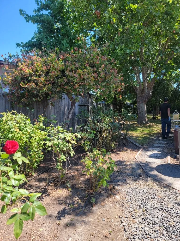 Affordable landscaping services in Santa Rosa, CA by Jardineria Estevan