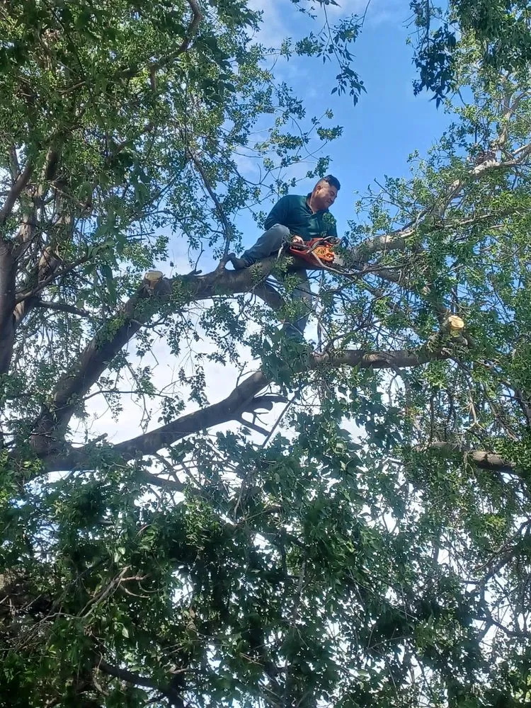 Reliable outdoor landscaping in Laredo, TX - Jardinero Solares