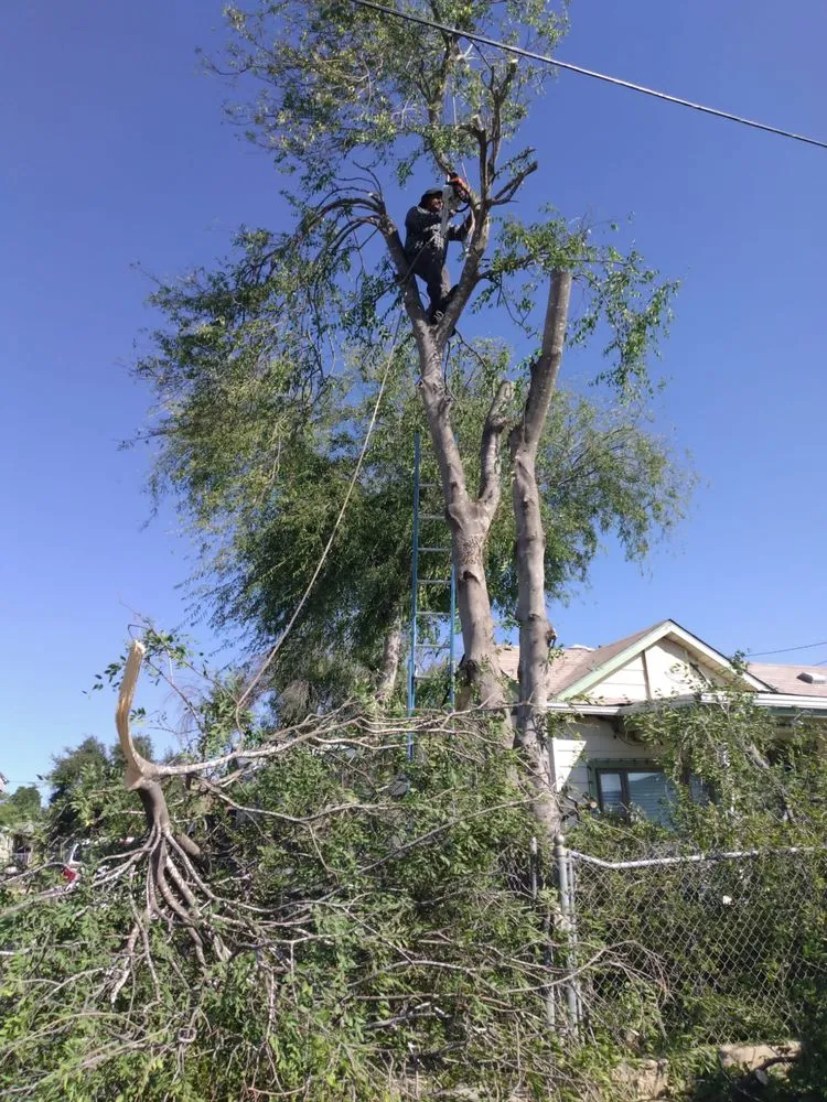 Expert outdoor landscaping with custom design across Laredo, TX - Jardinero Solares