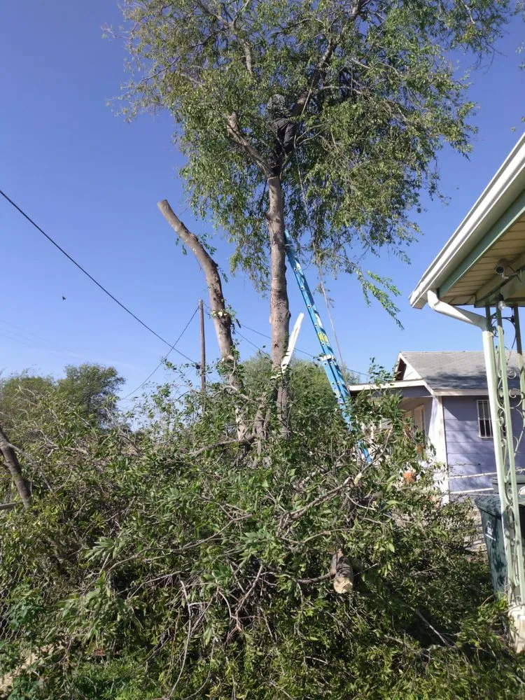 Reliable lawn care service in Laredo, TX by Jardinero Solares