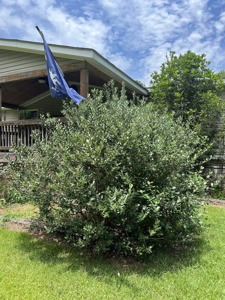 Affordable yard cleanup service in Ridgeland, SC - Jared Lawn Service