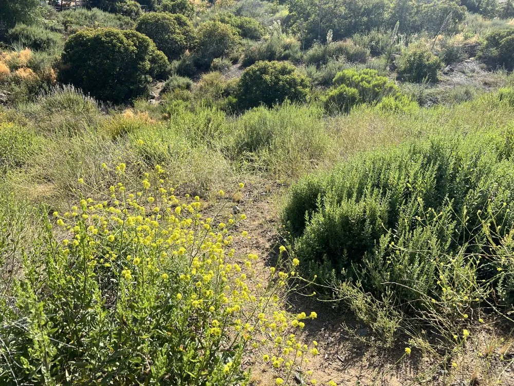 Top-rated lawn care service for beautiful yards in Poway, CA by Jared's Landscaping