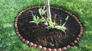 Reliable yard maintenance in Cape Girardeau, MO - Jared's Lawn Service