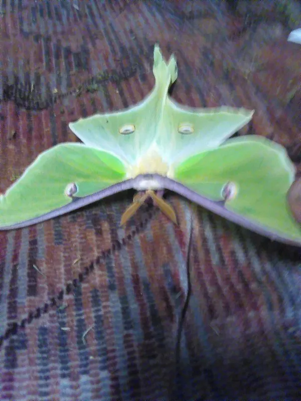 Custom landscape design for outdoor upgrades across Cape Girardeau, MO - Jared's Lawn Service