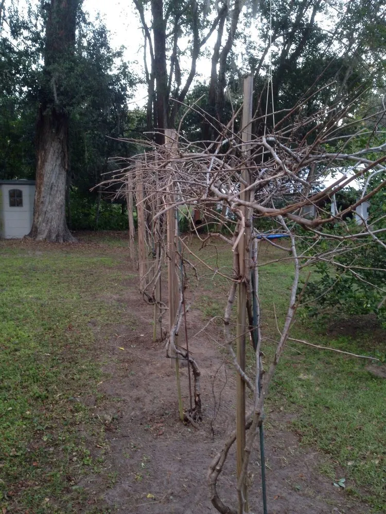 Professional landscape installation experts serving Reddick, FL - Jared's Yard Care