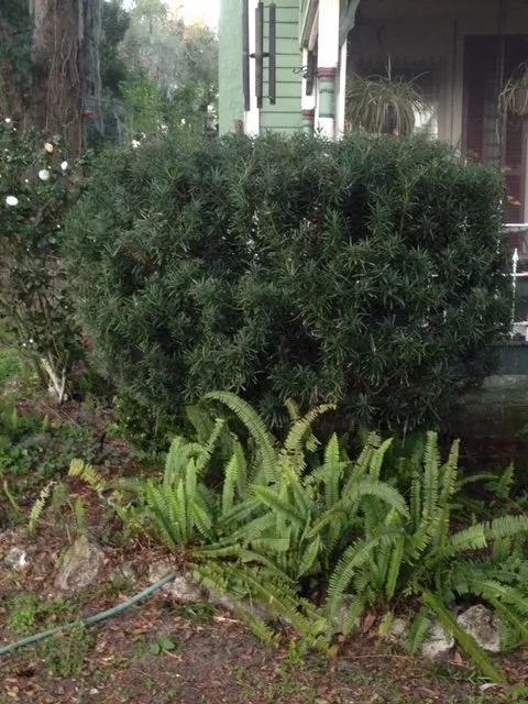 Local landscape design for residential properties in Reddick, FL by Jared's Yard Care