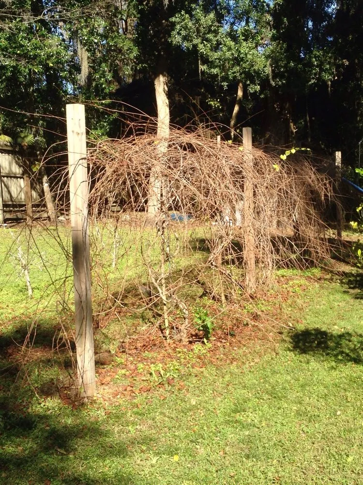 Local landscape design in Reddick, FL by Jared's Yard Care