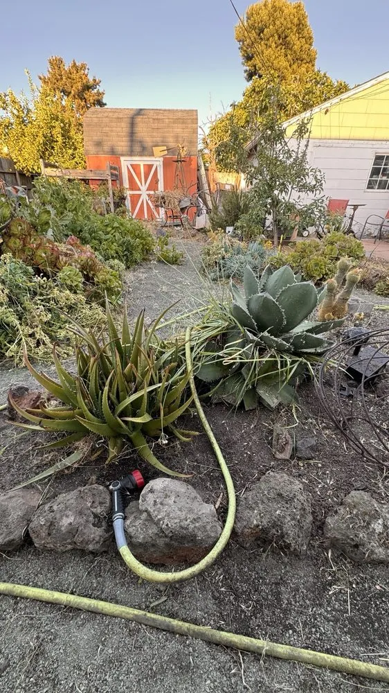 Trusted lawn care service near you in Richmond, CA by Jaripeo Landscape