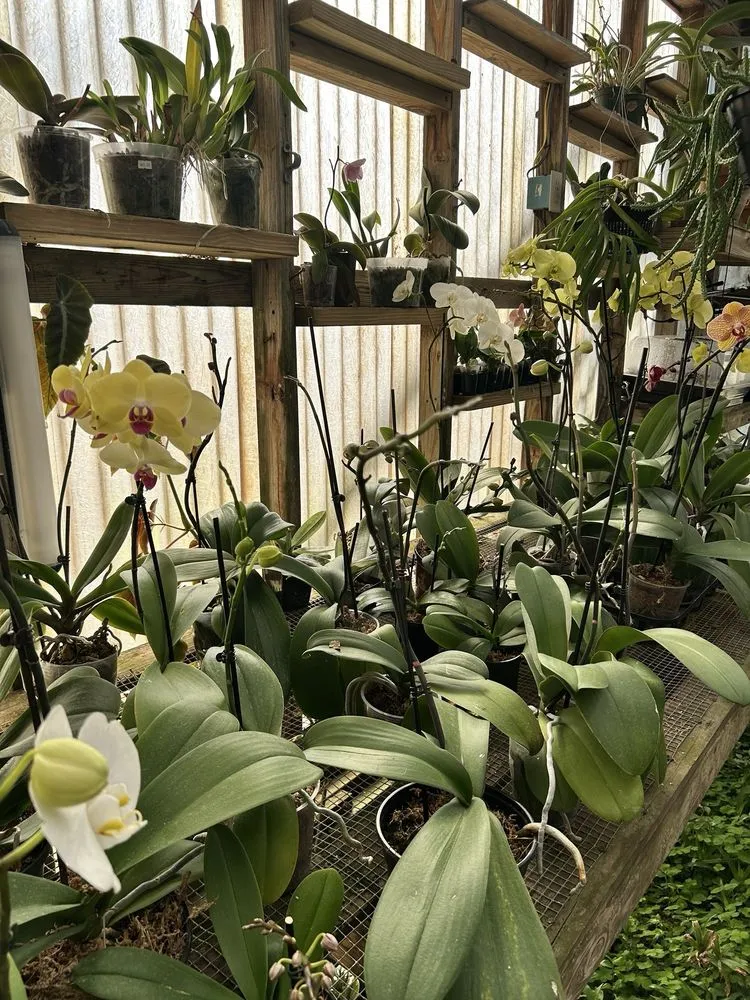 Affordable landscape installation for beautiful yards across West Columbia, SC - Jarrett's Jungle