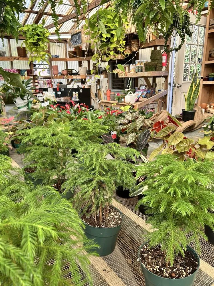 Trusted yard maintenance in West Columbia, SC - Jarrett's Jungle