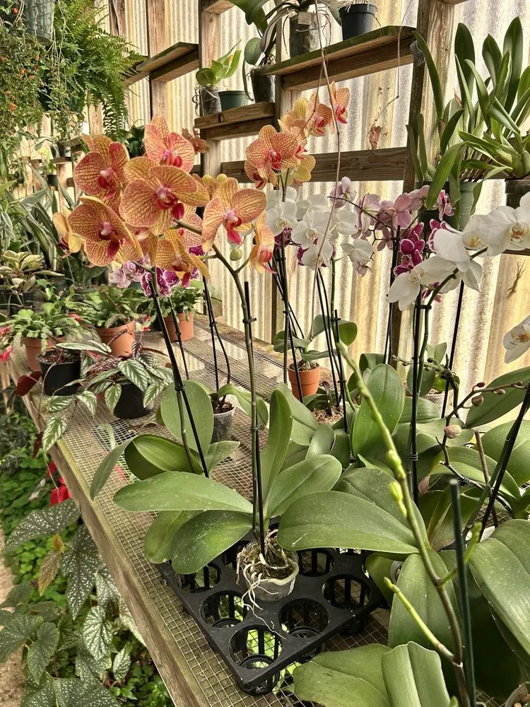 Professional landscape installation experts serving West Columbia, SC - Jarrett's Jungle