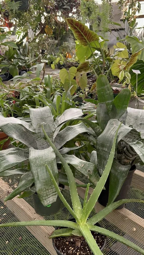 Trusted residential landscaping for year-round maintenance across West Columbia, SC - Jarrett's Jungle