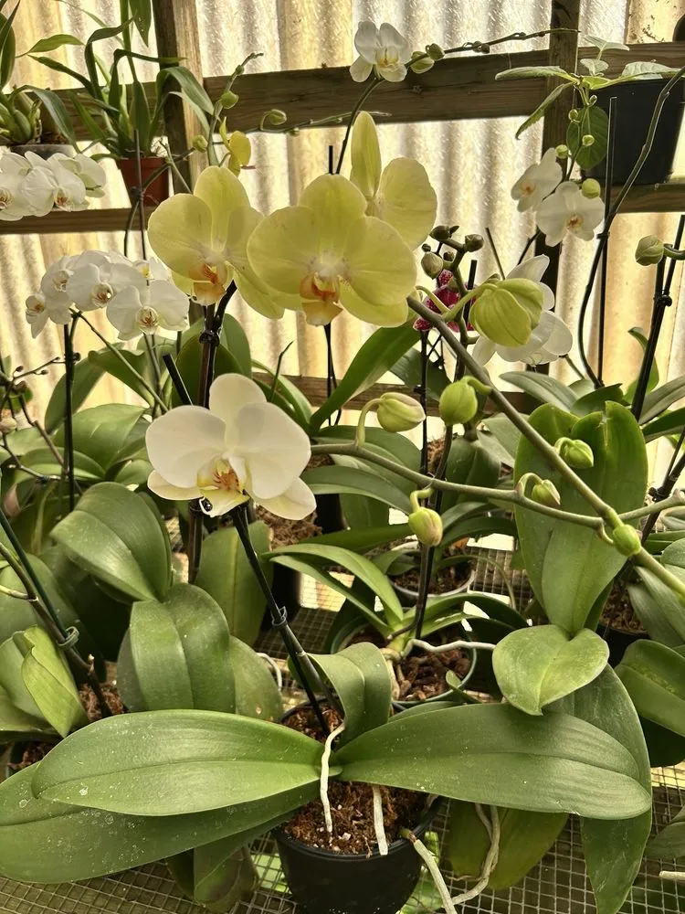 Top-rated garden landscaping experts serving West Columbia, SC - Jarrett's Jungle