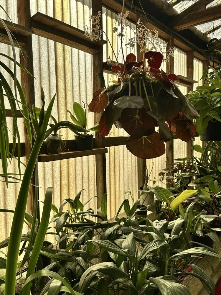 Professional landscape installation for outdoor upgrades in West Columbia, SC by Jarrett's Jungle