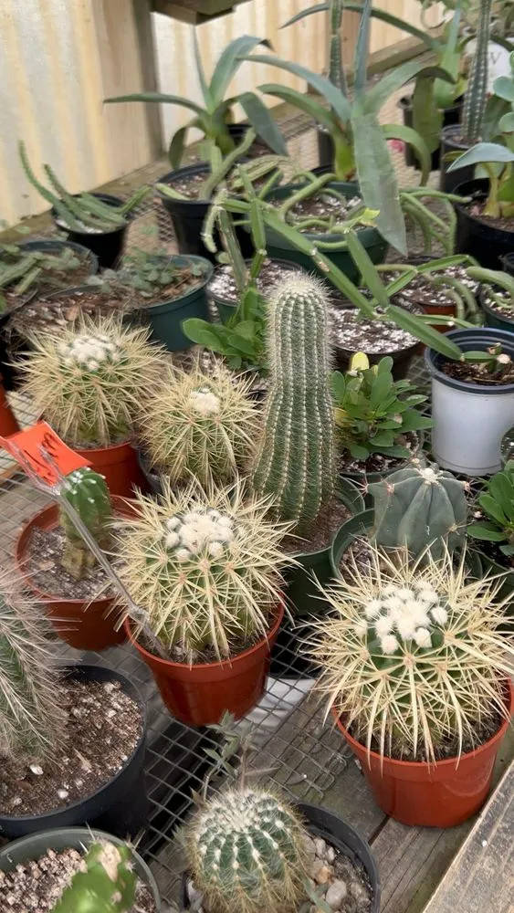 Affordable yard cleanup service for residential properties in West Columbia, SC by Jarrett's Jungle